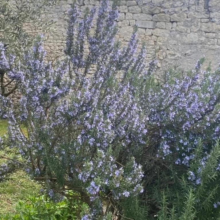 Lachaise Domaine De Pladuc Bed & Breakfast エクステリア 写真